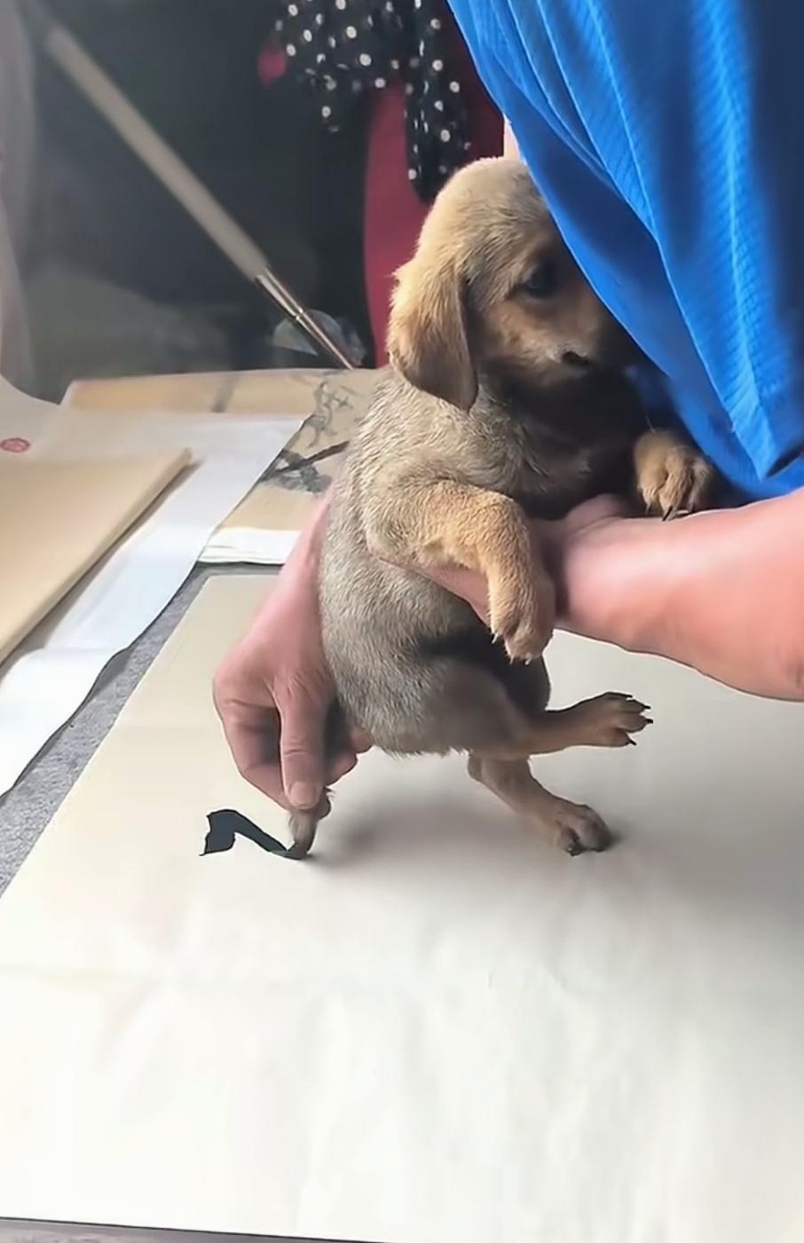 还是人类会玩，还好，小狗也算配合！很显然，它知道主人在做什么，反正也没什么危险