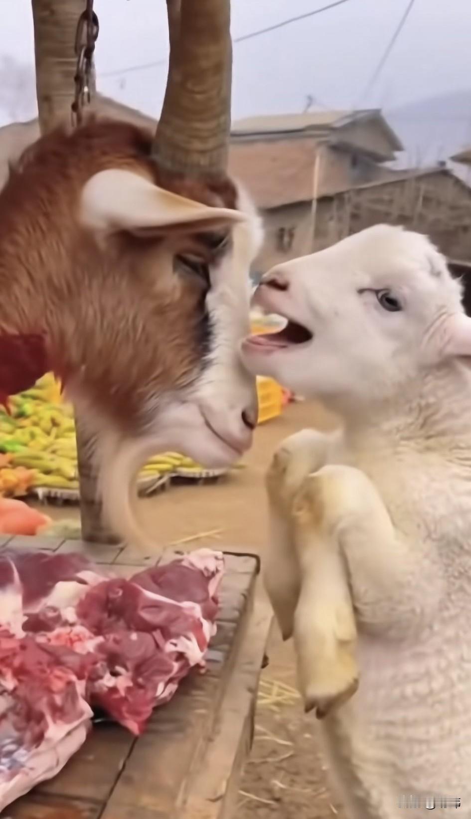 太可怜了！这是多么残忍的一幕，一只可怜的小羊的妈妈被主人卖给了羊肉铺，它的结局可