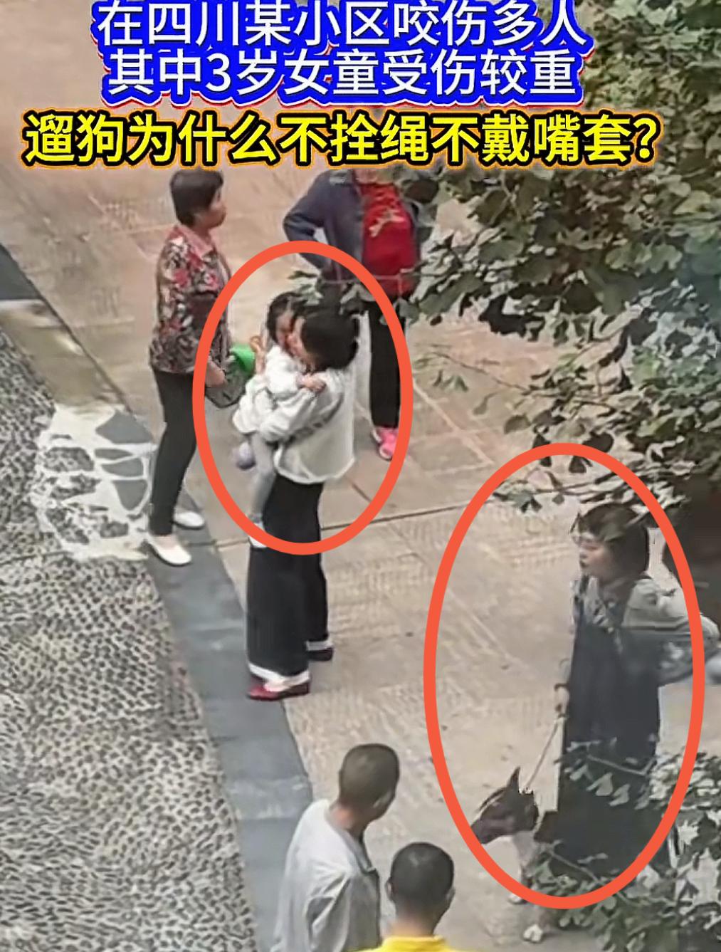 四川眉山仁寿，咬伤5个人的牛头梗犬已经被处理掉了，狗主人也被刑拘带走了，可无辜孩
