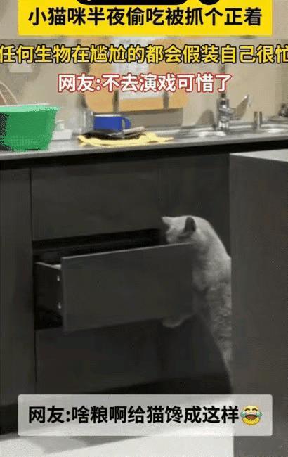 笑不活了！河南这只小馋猫的“尴尬自救术”，简直是喵届演技天花板！