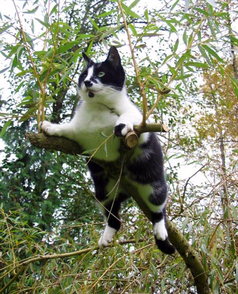 人间大炮，已经就位！