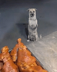 狗狗其实什么都懂，只是不会说话，
