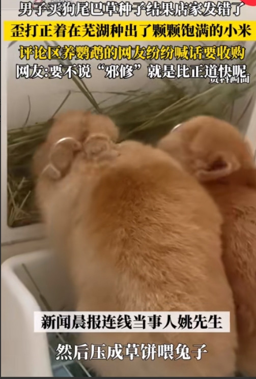 安徽一男子在网上购买狗尾巴草种子，结果，商家发错发成了小米种子，当男子在网上求助