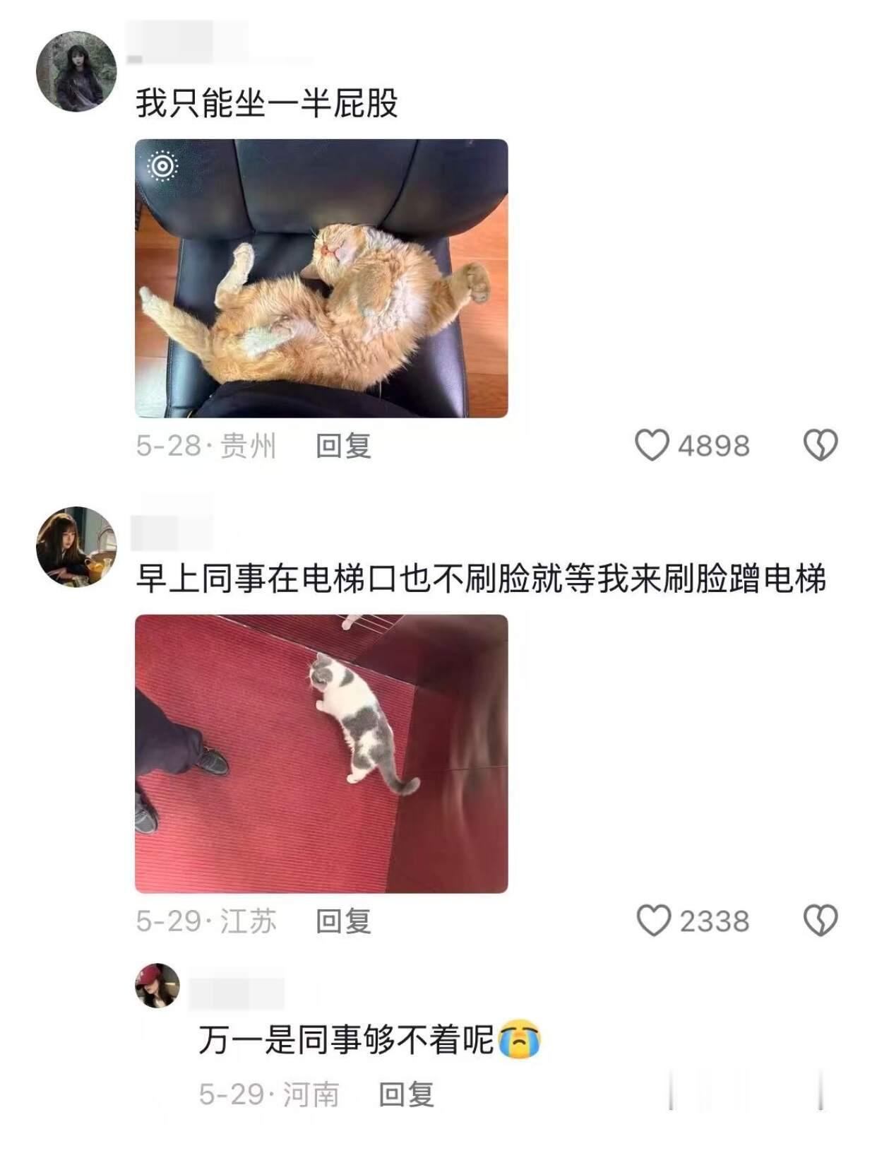 怎么你们的单位里都有猫！