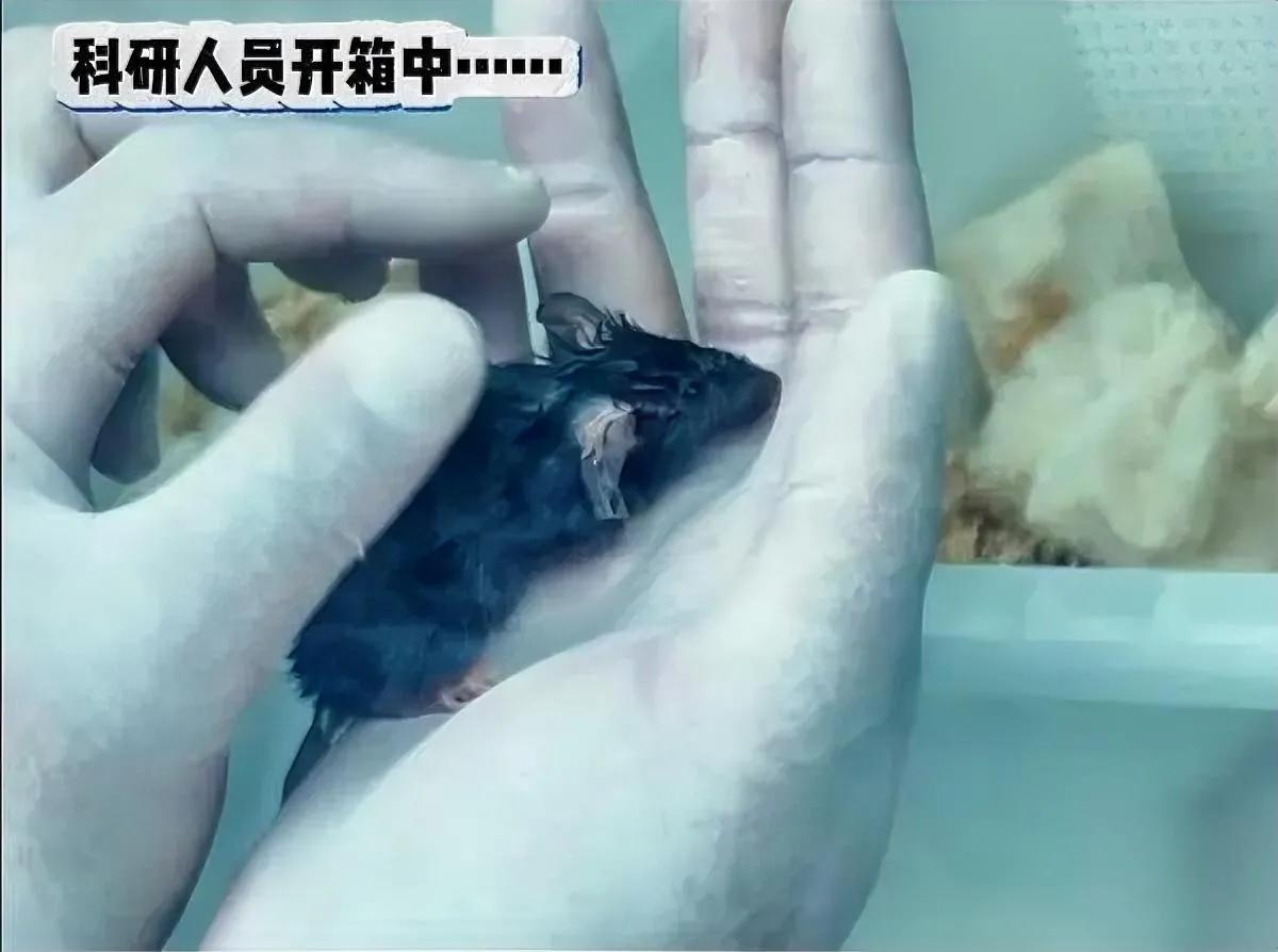 太空鼠鼠出舱啦！吃完却担心上手术台？这只上过太空的鼠鼠，一边用小爪子扒拉