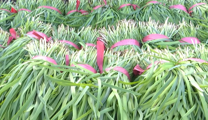 春韭飘香抢“鲜”机