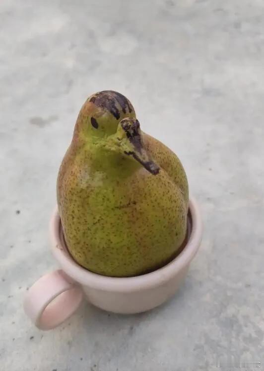 我就说老祖宗不骗人，这才是正宗鸭梨