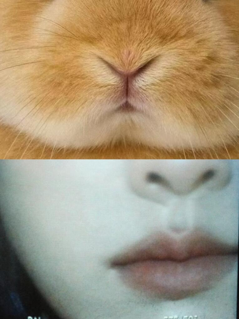 陈都灵这已经不是兔塑的问题了内娱最兔兔的兔塑！猜猜哪个是陈都灵