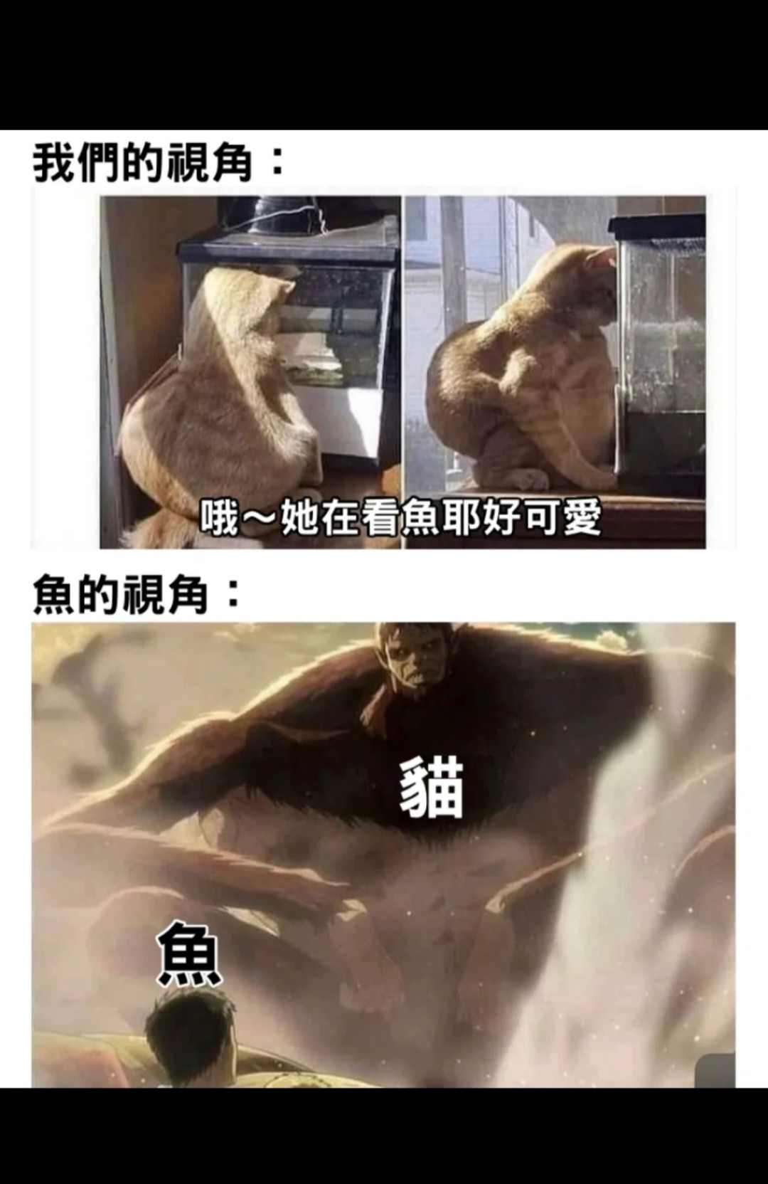 进击的猫猫