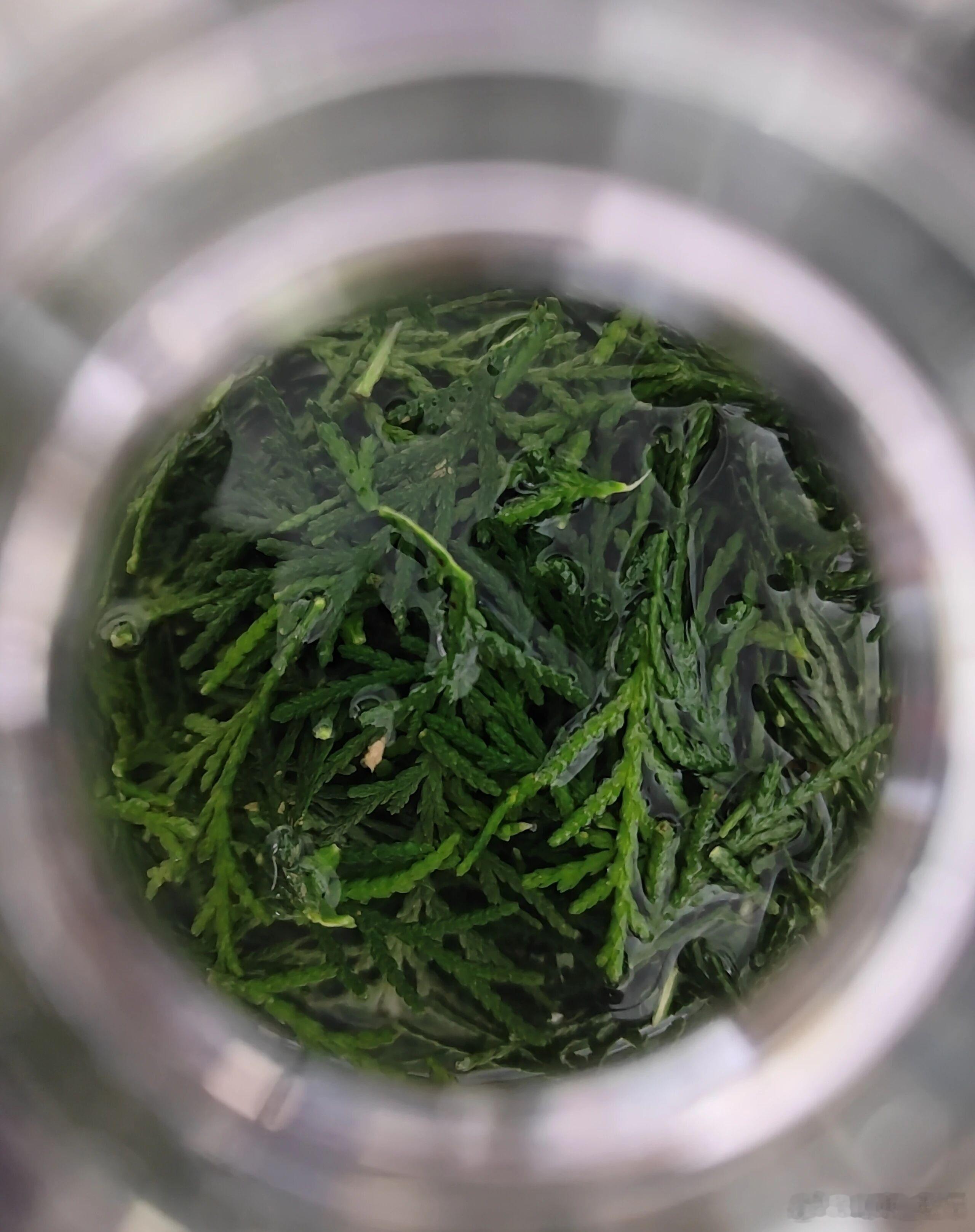 天然生发“宝藏药”——侧柏叶侧柏叶作用：清血热、清湿热，给发根“扫垃圾、创环境”