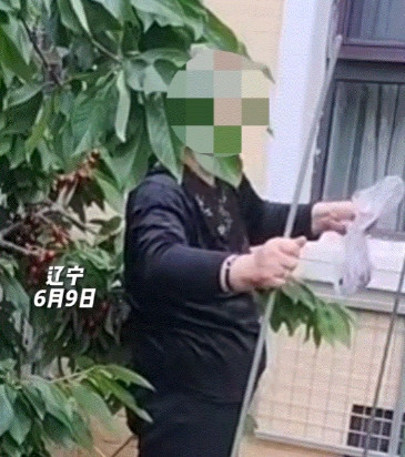 太无奈了。辽宁，一老太连续两天到别人家院子摘樱桃，这主人家发现后就上前劝阻，不料