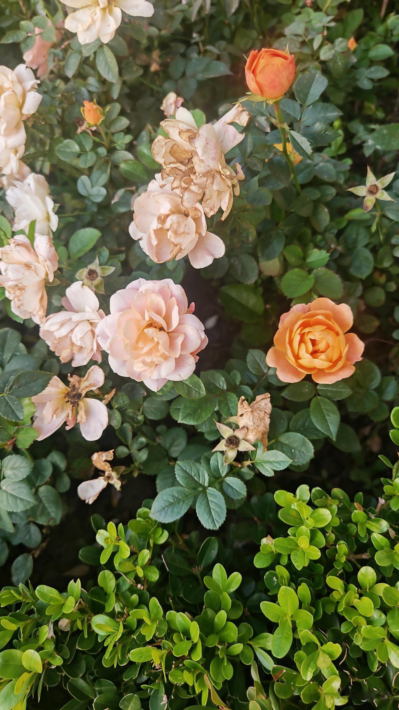 现在的孩子都怎么了呢？咋就对异性没兴趣呢？下午带我们去看房的女生是大连人，88