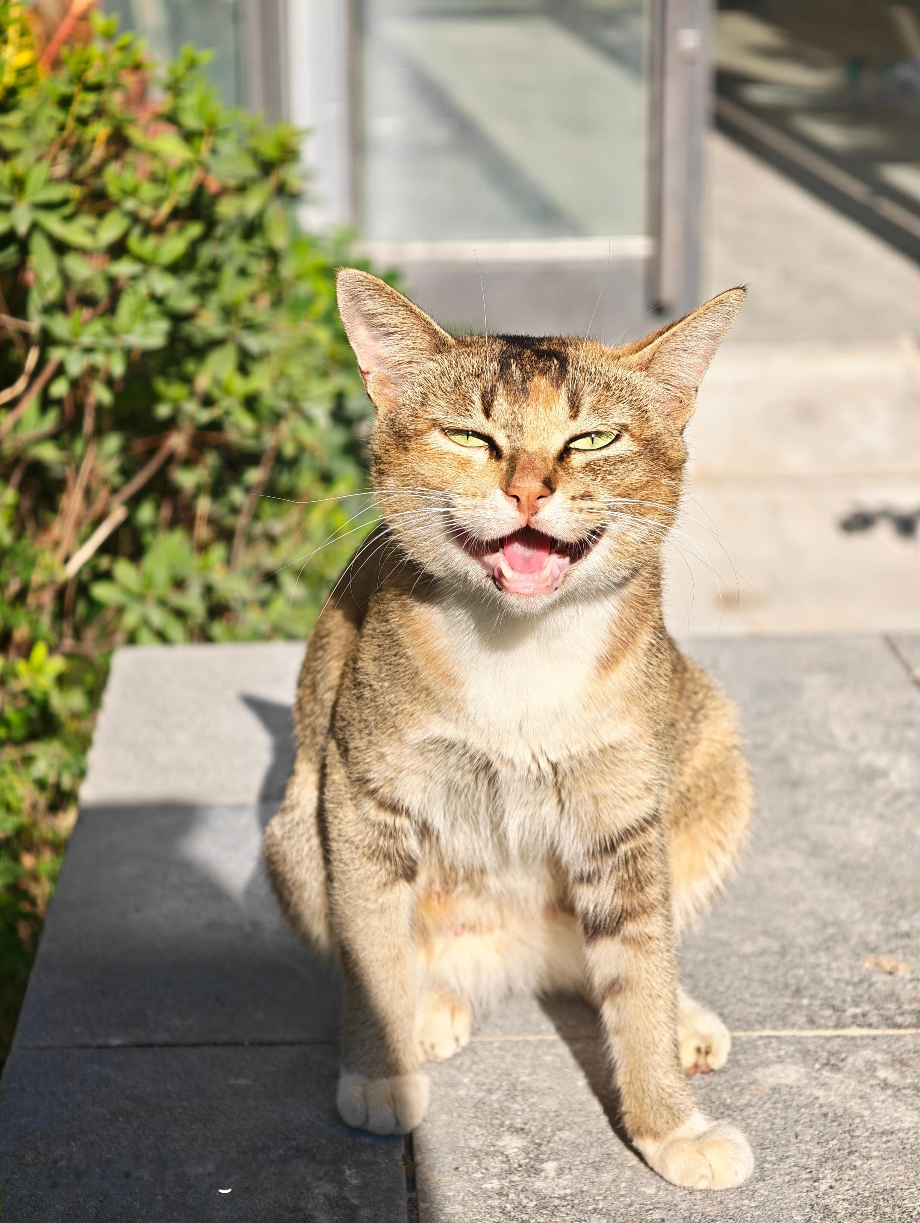 一直都知道我们小区里有猫的存在，没想到这么多只，今天下楼拿快递就看到了7只，有点