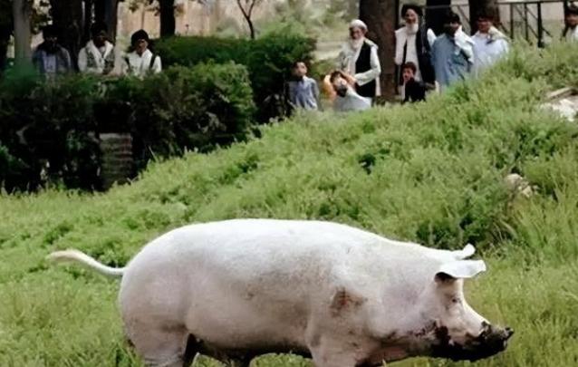 阿富汗的老百姓没有见过猪，阿富汗请求中国送给他们2只猪。2002年，八达岭野生动