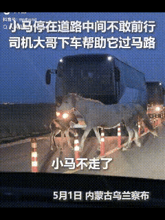 没想到上人民日报了！”内蒙古乌兰察布，一匹小马和妈妈过马路时，突然停在路中间不敢
