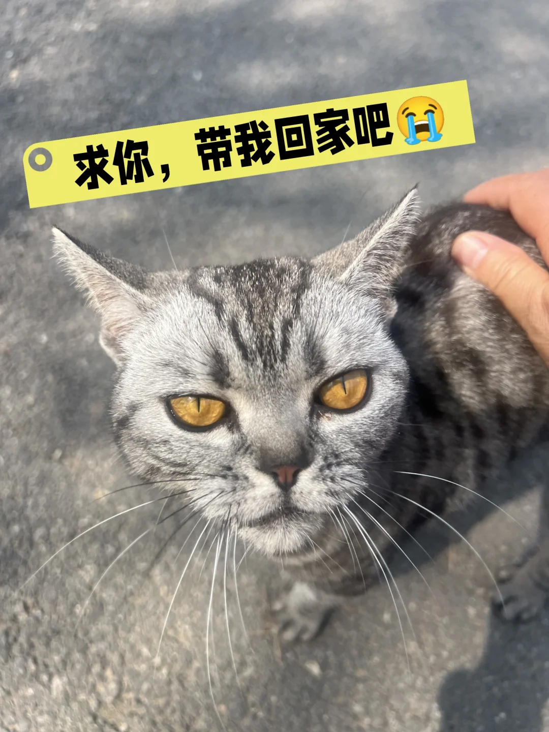 无语，这样的猫哪有户外能力，你看，饿得尖嘴猴腮，满眼都是苦苦不堪言，这...