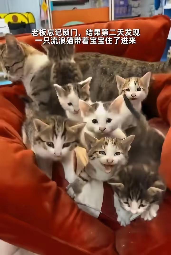 泪目了！这天一位开超市买大哥居然忘记锁门了，结果第二天开门一看，他的沙发上居然蹲