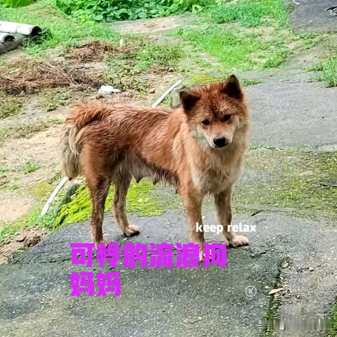 院子外面不知道什么时候，来了一只脏兮兮的狗子。狗子不是本村的，看起来像是一只流浪