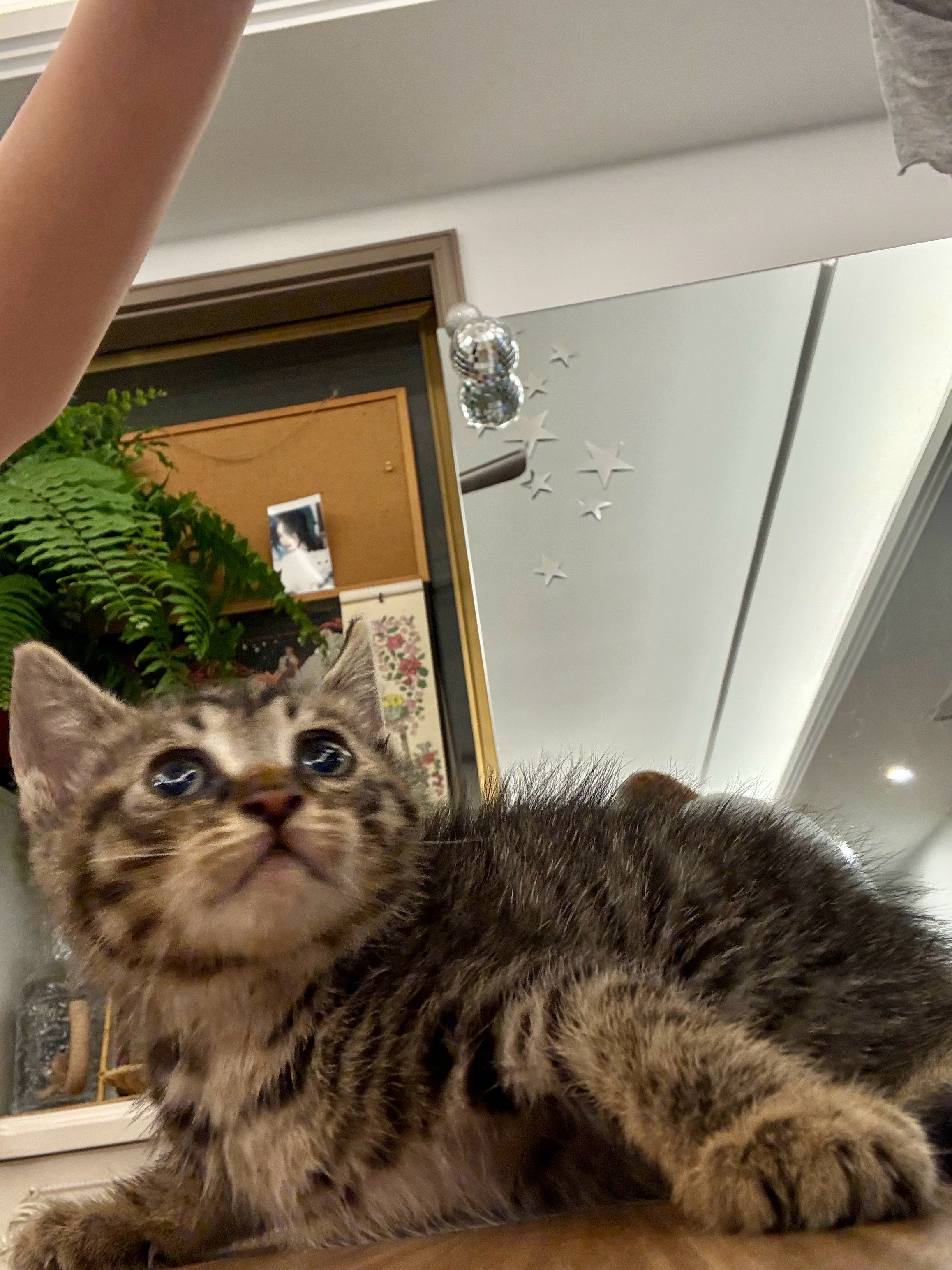 help🆘杭州有无中转家庭能暂时寄养这只小猫咪📣会同步找领养，会自带猫粮杭州