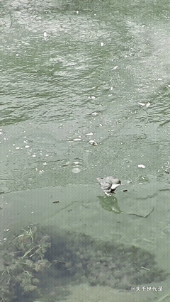 这鸟是“跨界高手”吧？看着挺文静，下水竟是个狠角色！有人认识这位“隐藏王者”吗