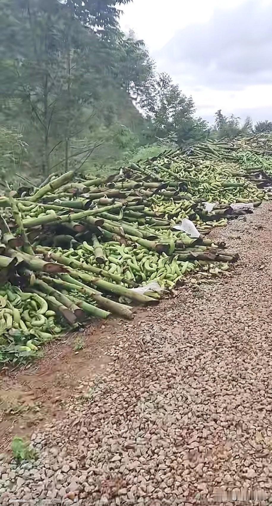 现在产地的香蕉3毛钱一斤！你是不是觉得很便宜就会很好卖，那你就大错特错了，现