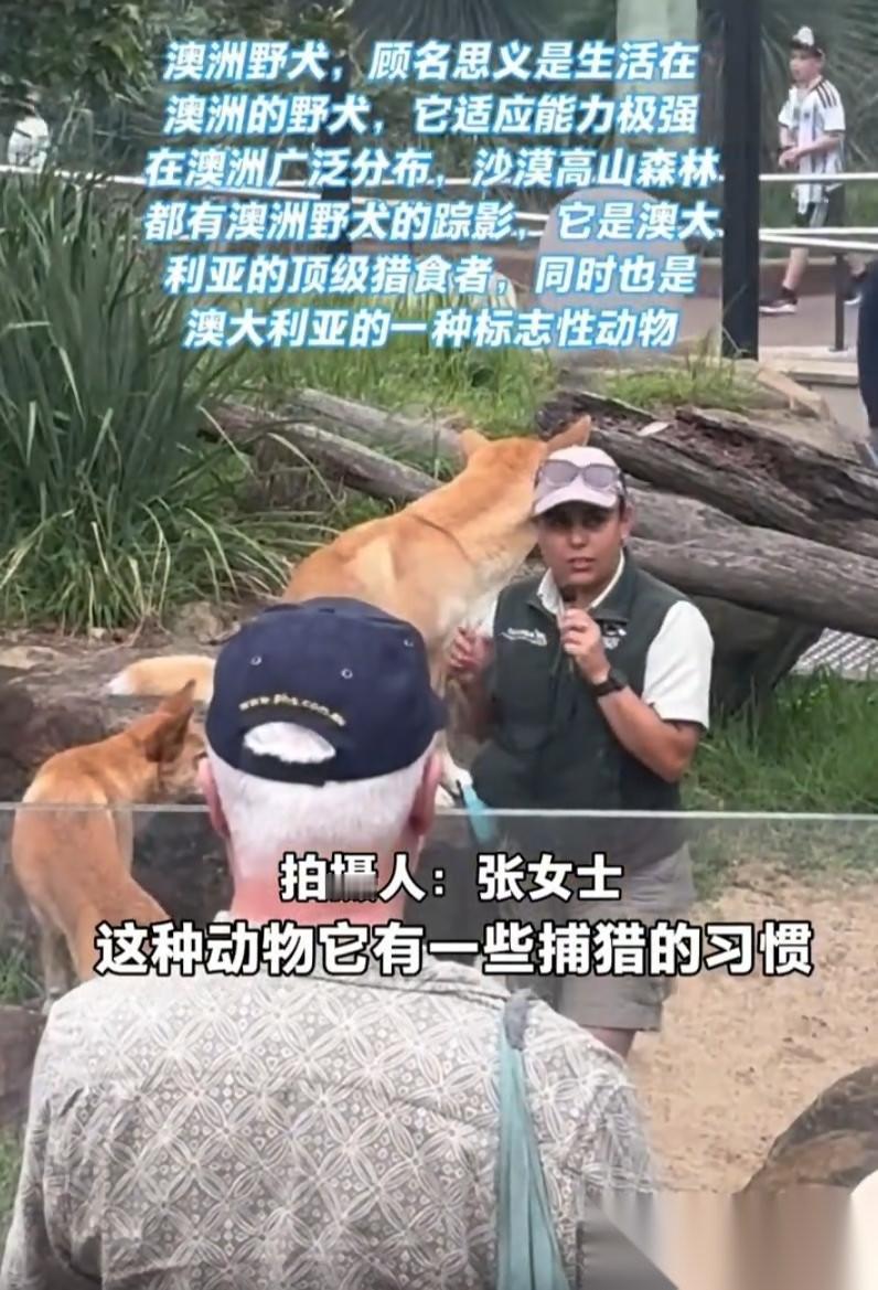 万万没想到！女子跟团去悉尼旅游，逛动物园时被澳洲野狗吸引了，她发现在澳洲的野生动
