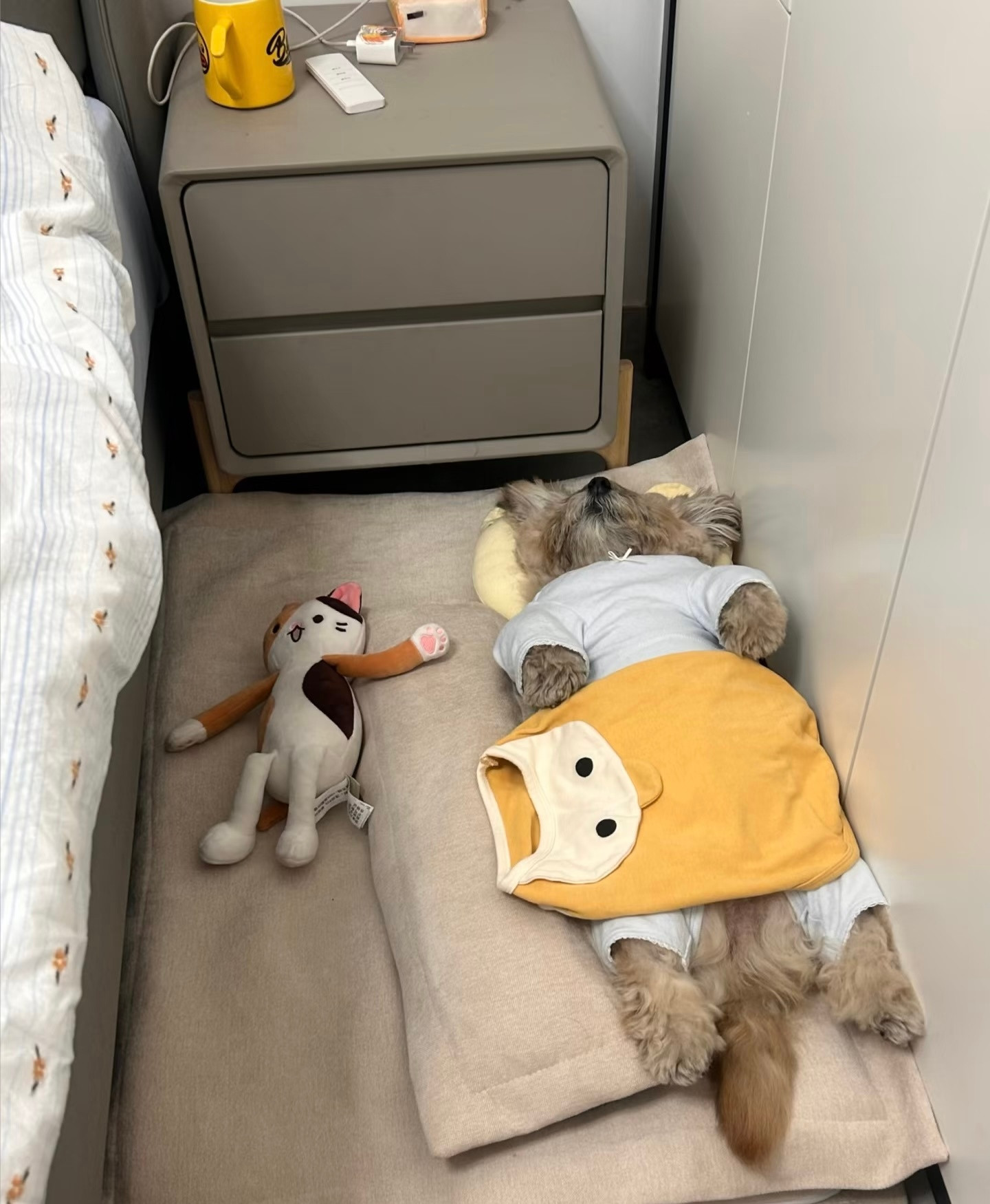 嘘🤫！起床的时候轻一点，让小狗再睡一会吧