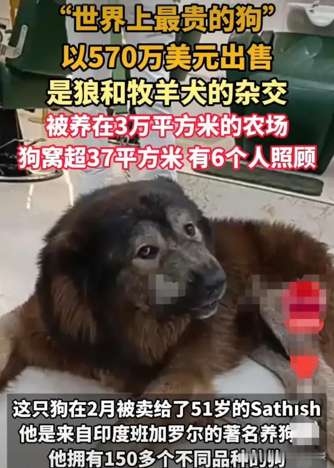 美国，一只狼和高加索牧羊犬的杂交犬，只有八个月大，体重却有74公斤。这只小狗，