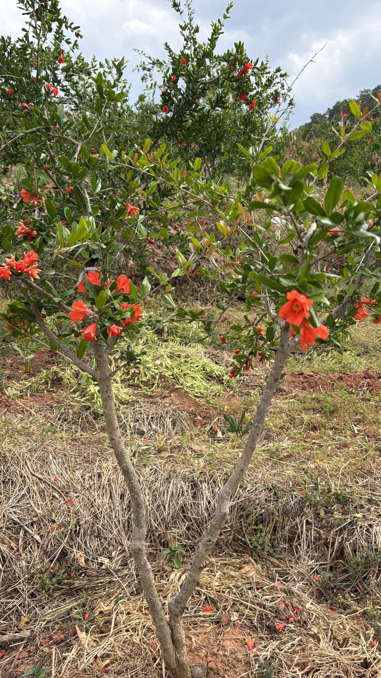 石榴树不存在大小，只要气候好，修枝好，石榴树也能正常开花结果