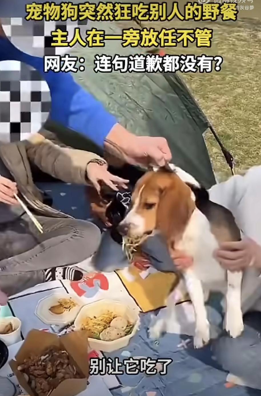 这样狗主人，是真的太气人了！真是应了那句老话，只有没有素质的狗主人，没有没有素质