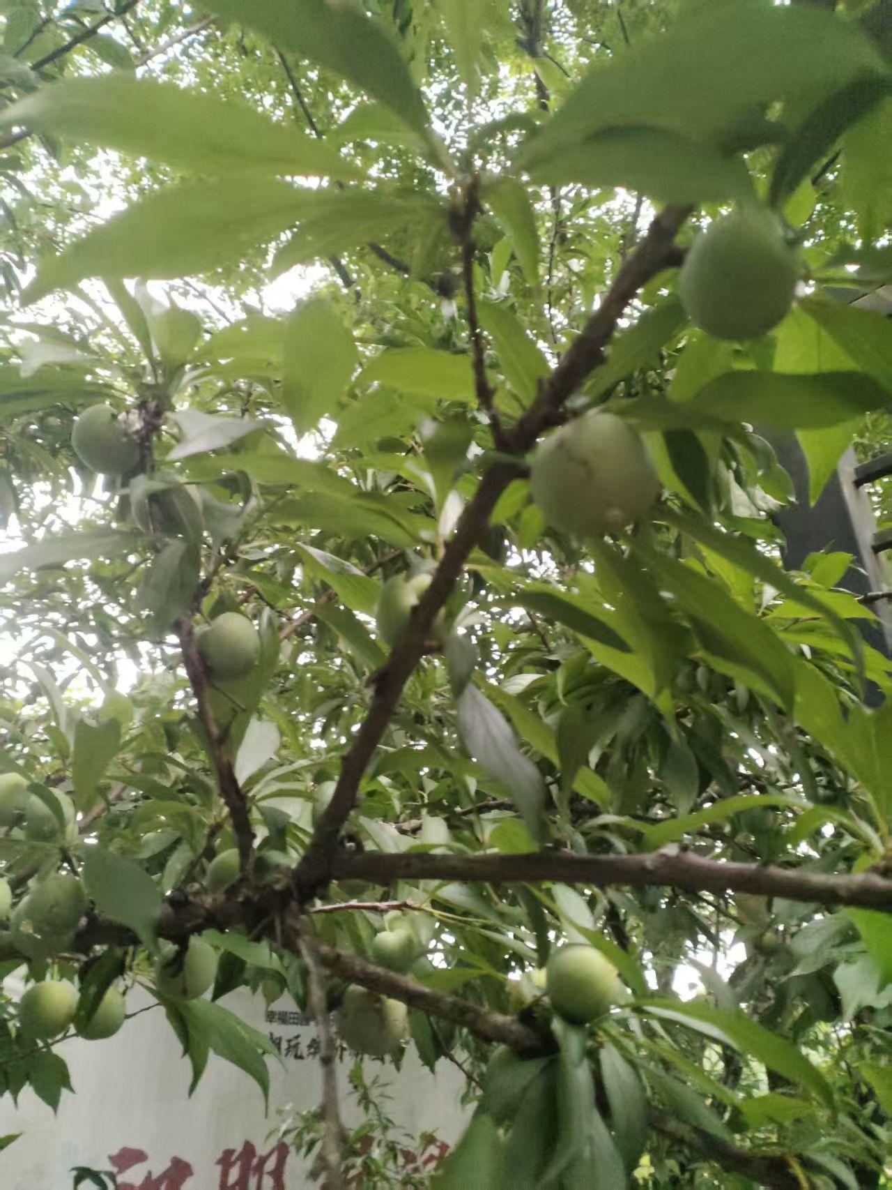 真心话茶局李子成熟了，现在正是吃李子的季节，但要记住瓜前李下这个成语啊！