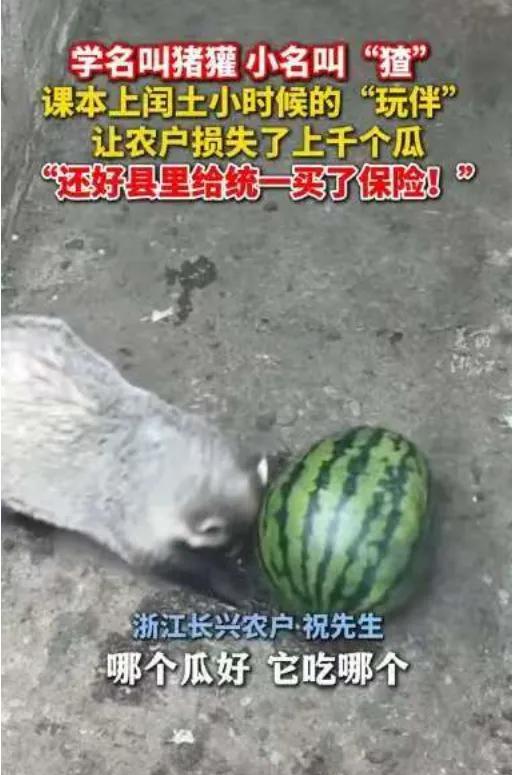 “书本照进现实！”浙江湖州，一农户发现自己的瓜田遭“贼”了，一到晚上，数十多只猹
