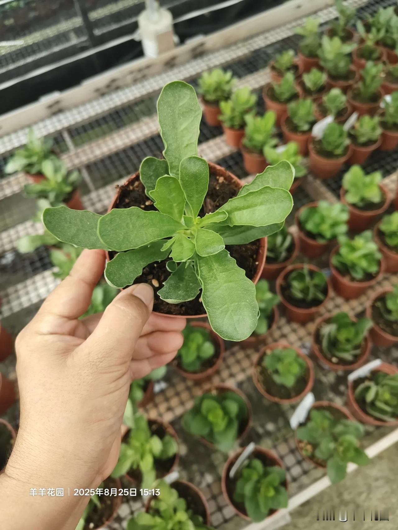能不能分享一下你家花盆里养的花美人鱼单瓣