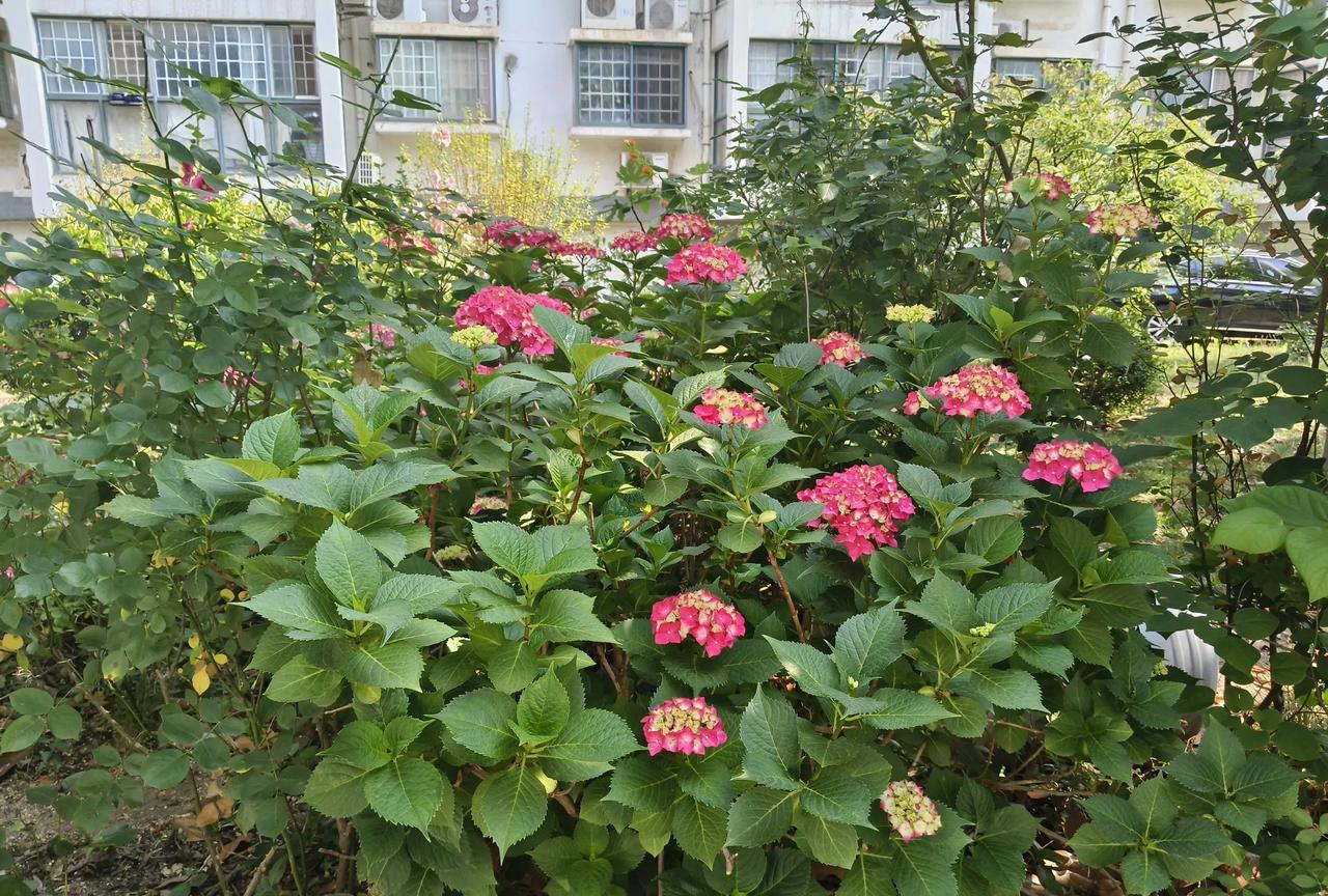无论宿州的土豆，还是徐州的桃子被哄抢，绝不是什么农村法治建设落后的问题，“仓廪实