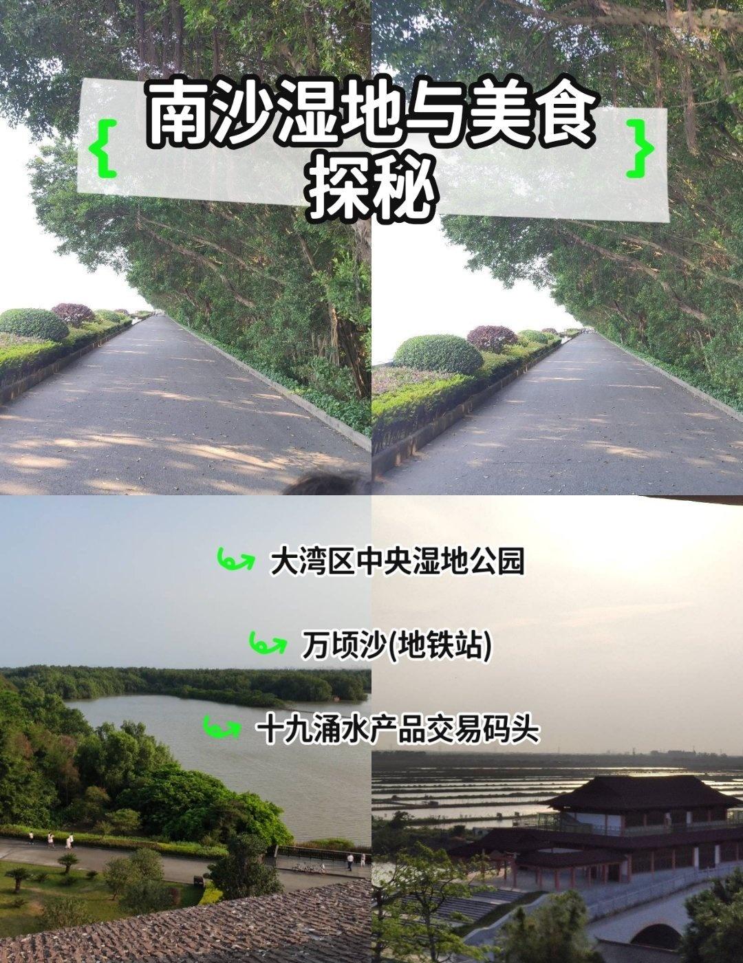 广州最漂亮的湿地公园📍广州南沙湿地公园｜广州的“候鸟天堂”，红树林里的生