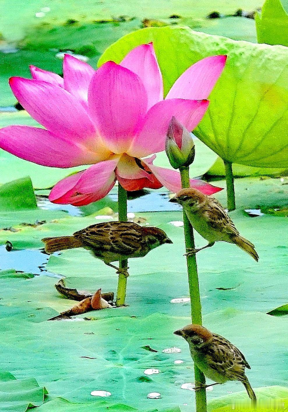 蜻蜓点水波纹舞，雨递荷风一榻凉～寻美河南