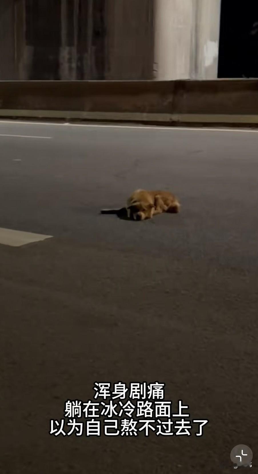 泪目了！这天夜里，一位小姐姐开车回家，当她行驶到一条快速路上的时候，突然发现前面