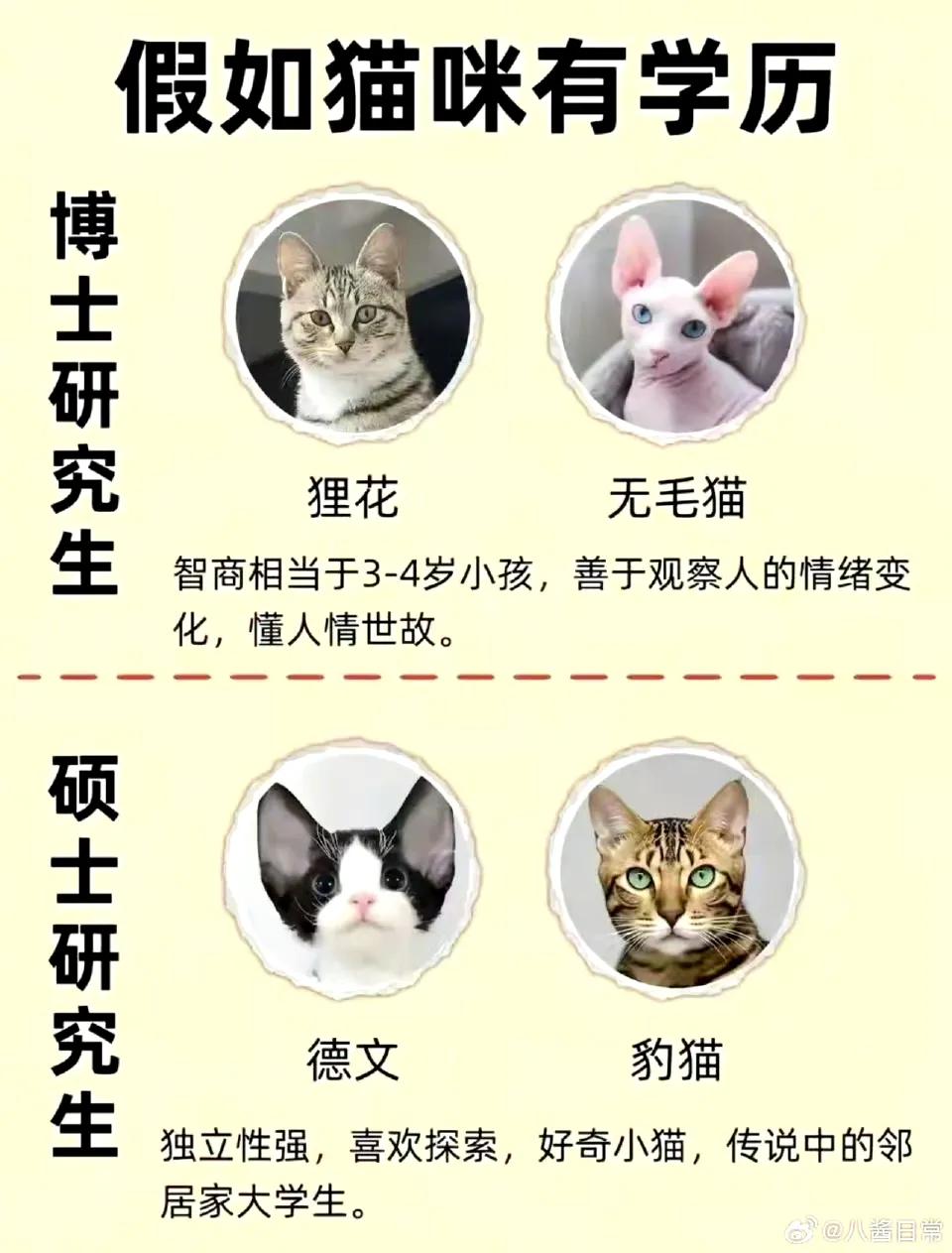 猫咪学历排行榜​​​