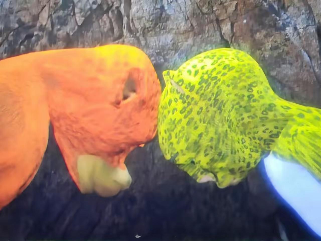 《牛来》票房预测飙至1.35亿，光这首片尾曲《雨后轻风有香》就值1亿！先不说手搓