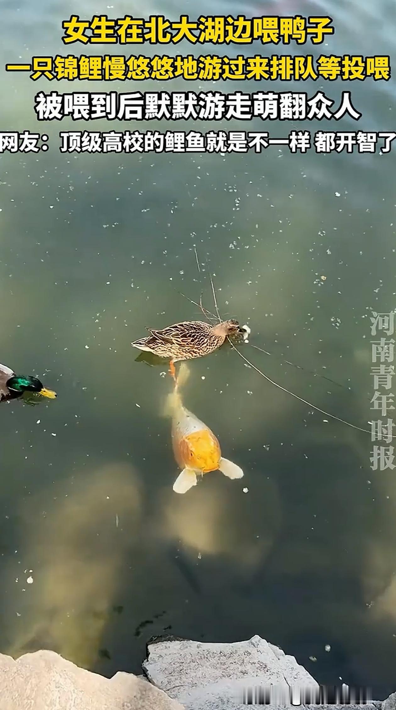 太有灵性了！北京，女子去北大湖边喂鸭子，喂着喂着突然游过来一只锦鲤，非常乖巧地面