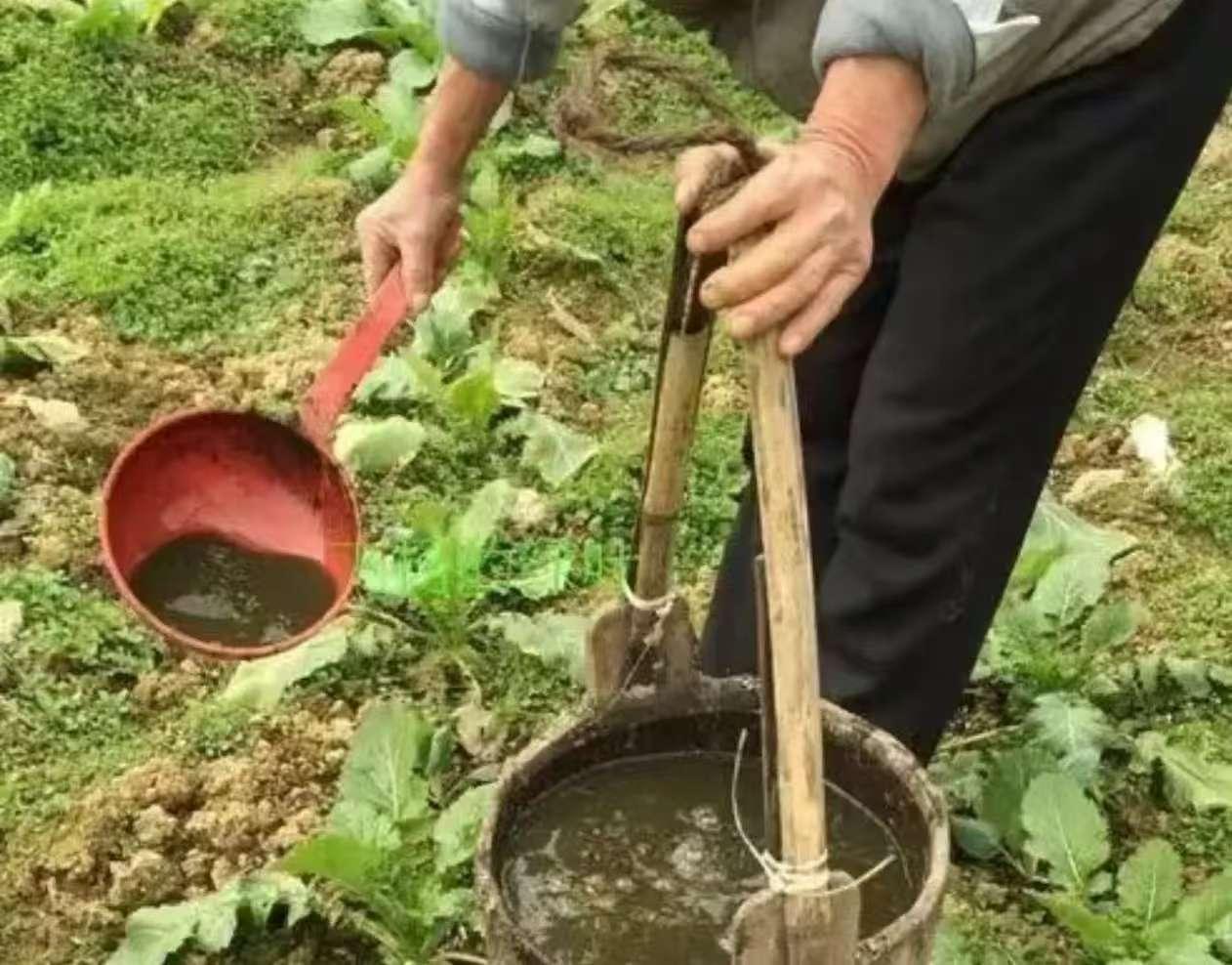 传了几千年的“粪水浇菜”，居然是寄生虫和病毒传播的隐形源头？很多人以为这种方法纯