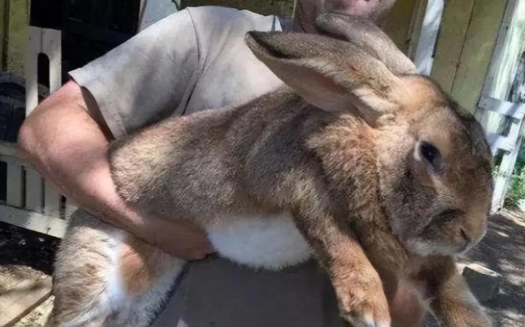 澳大利亚野兔成灾，有100多亿只，体重百斤却无人食用，当地人给出答案：不敢吃。