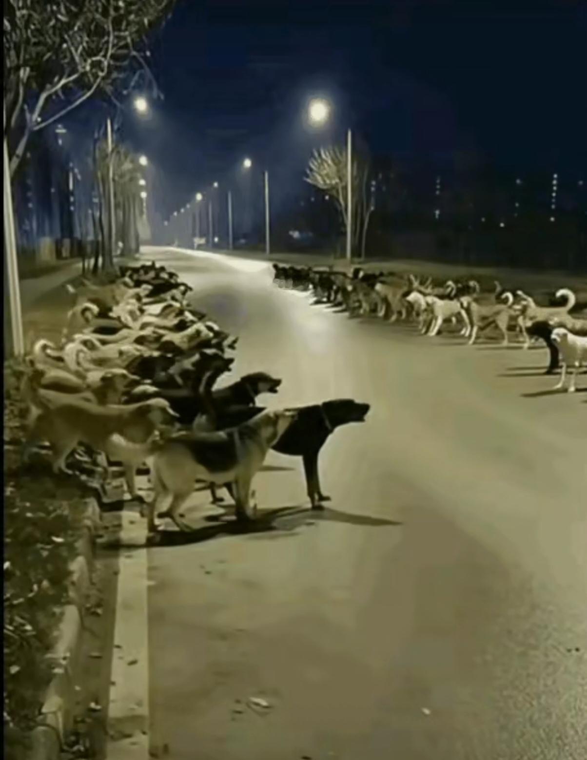 大战一触即发，这种阵势恰似当下国际哪一局势？