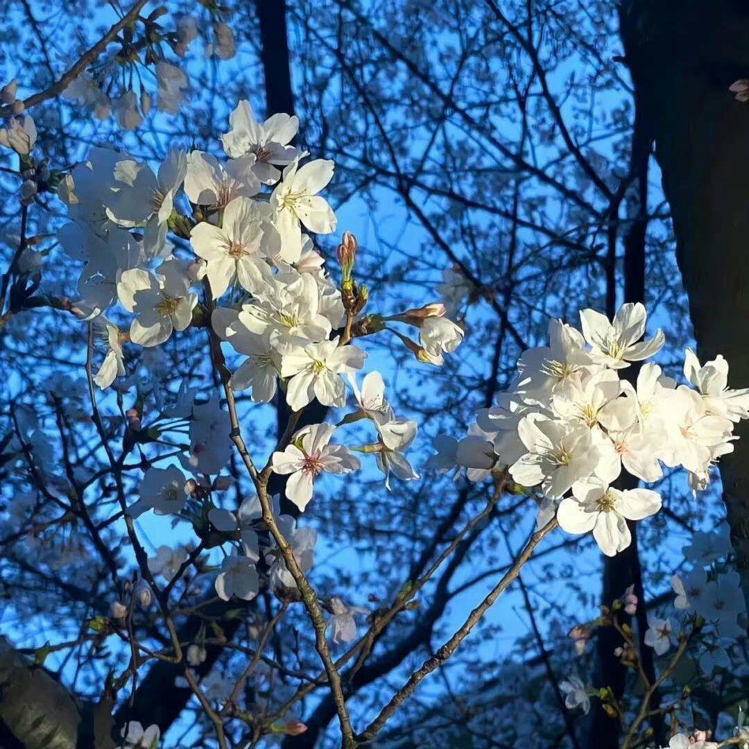 桃花把一抹蓝带在身边，仿佛把整个宇宙的温柔都揽入怀中。晚安​​​