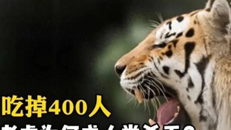 7年436人遇害:一只老虎引发的生存战争