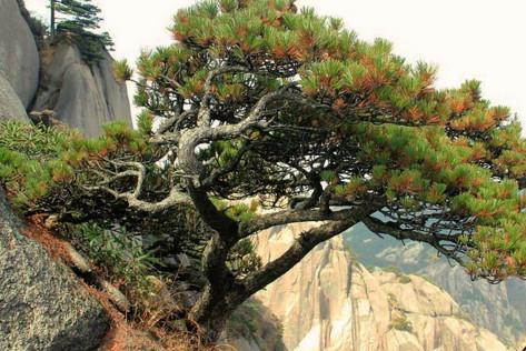 唐代大诗人白居易曾赞美其品格曰:"亭亭山上松,一一生朝阳,森森上参天