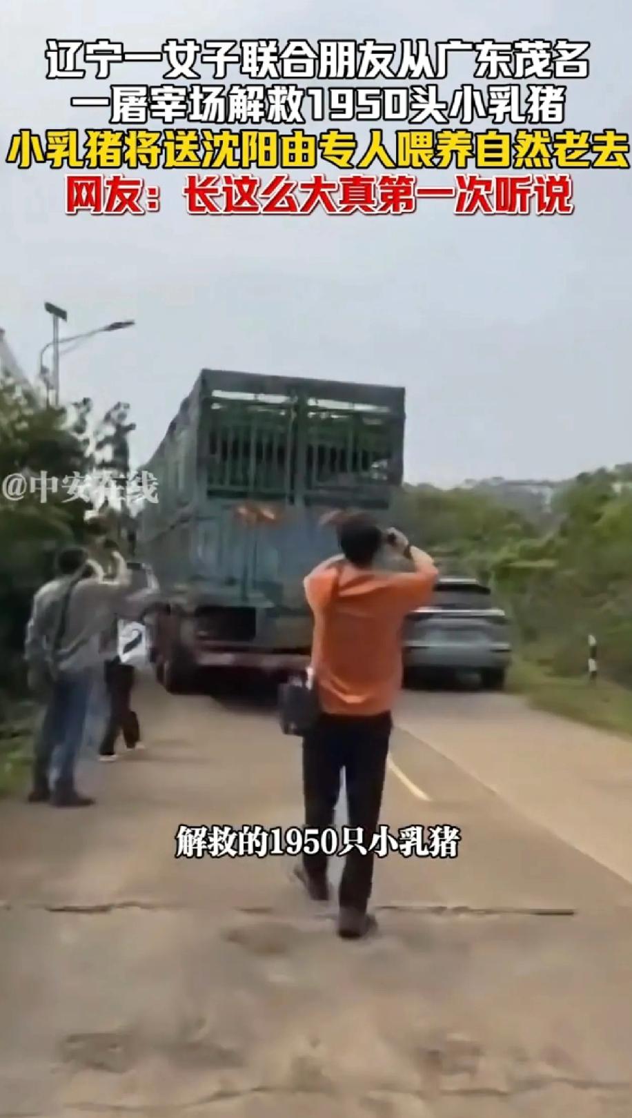 辽宁一个女子发视频说，4月2日她和朋友从广东茂名一家屠宰场买下了1950头小乳猪