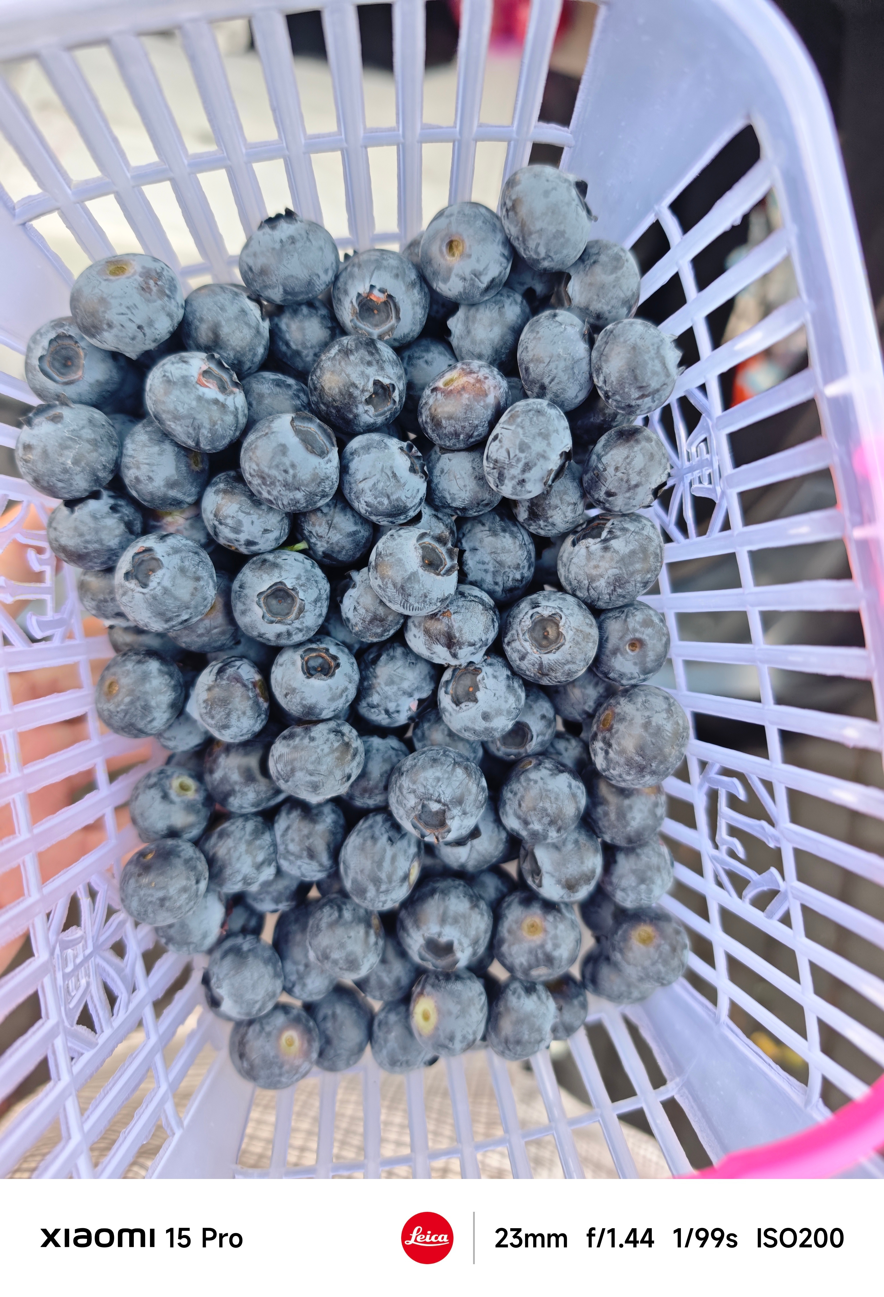 把蓝莓当消炎药吃蓝莓这个我熟悉！我老家那附近大面积山地，都被种植蓝莓的老板给承包