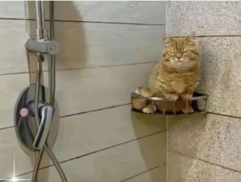 我家的猫咪是我在外面捡的流浪猫，或许是因为流浪的时候孤单怕了，它非常粘人，只要我