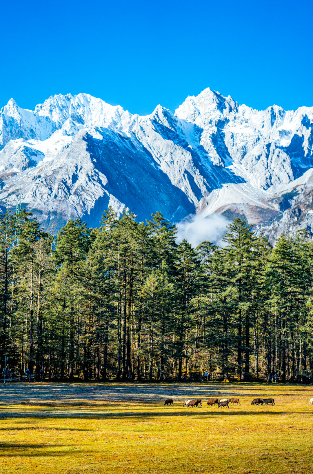 初冬时节，云南丽江玉龙雪山景区圣洁的雪山与多彩的植被交相辉映。云杉坪的高山草甸已
